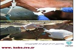 انجام بیش از 90 مورد تست مالئین برای تشخیص بیماری مشمشه  در کهگیلویه وبویراحمد